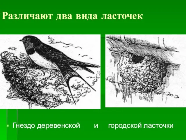 Различают два вида ласточек Гнездо деревенской и городской ласточки