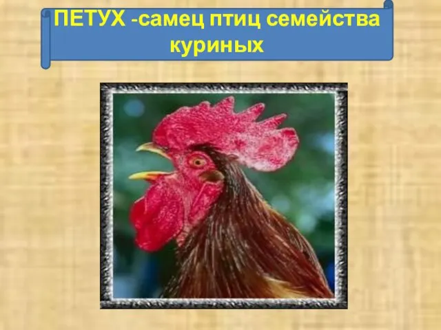 ПЕТУХ -самец птиц семейства куриных