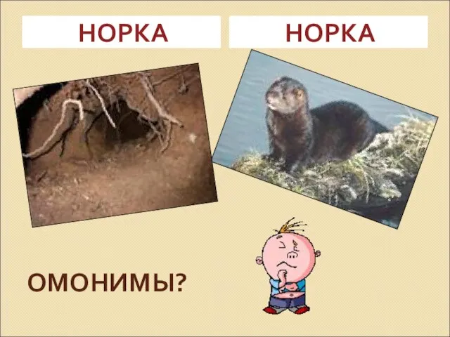 ОМОНИМЫ? НОРКА НОРКА