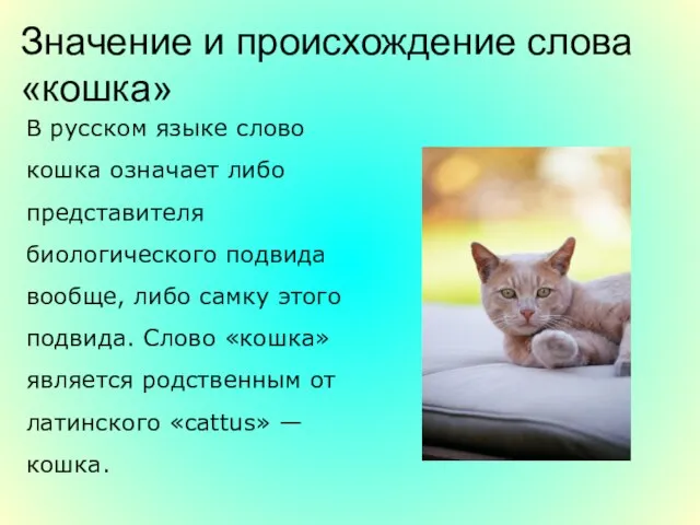 Значение и происхождение слова «кошка» В русском языке слово кошка означает либо