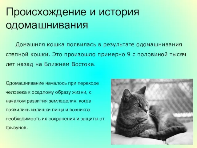 Происхождение и история одомашнивания Домашняя кошка появилась в результате одомашнивания степной кошки.