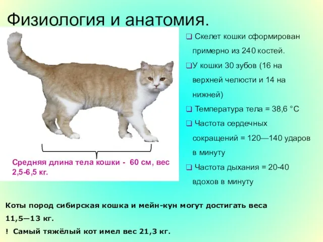 Физиология и анатомия. Средняя длина тела кошки - 60 см, вес 2,5-6,5