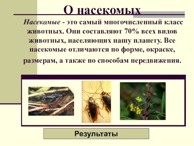 О насекомых Насекомые - это самый многочисленный класс животных. Они составляют 70%