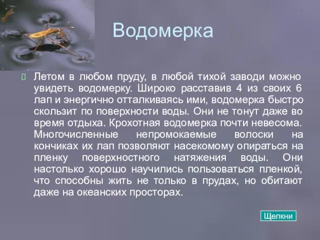 Водомерка Летом в любом пруду, в любой тихой заводи можно увидеть водомерку.