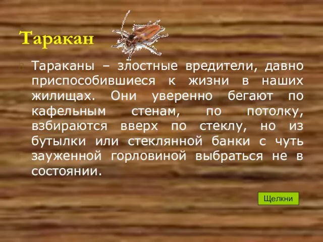 Таракан Тараканы – злостные вредители, давно приспособившиеся к жизни в наших жилищах.