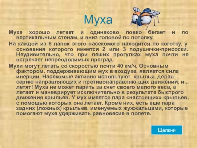 Муха Муха хорошо летает и одинаково ловко бегает и по вертикальным стенам,