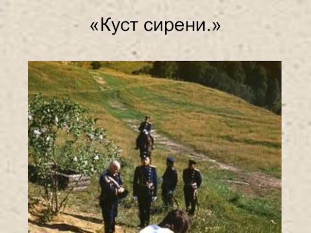 «Куст сирени.»