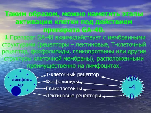 Таким образом, можно наметить этапы активации клетки под действием препарата GA-40. 1.Препарат