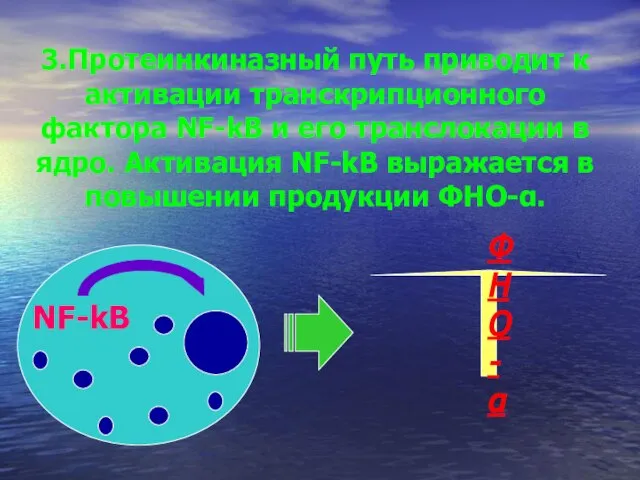 3.Протеинкиназный путь приводит к активации транскрипционного фактора NF-kB и его транслокации в