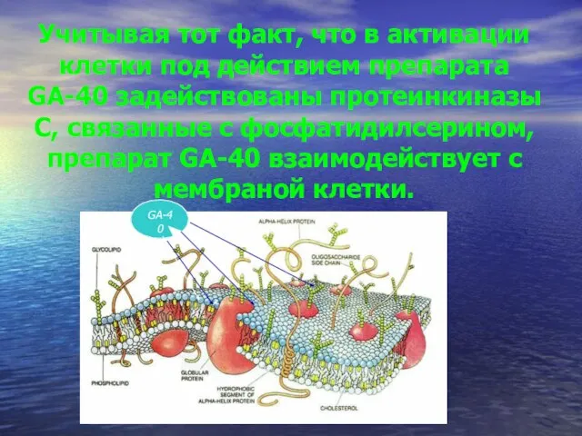 Учитывая тот факт, что в активации клетки под действием препарата GA-40 задействованы