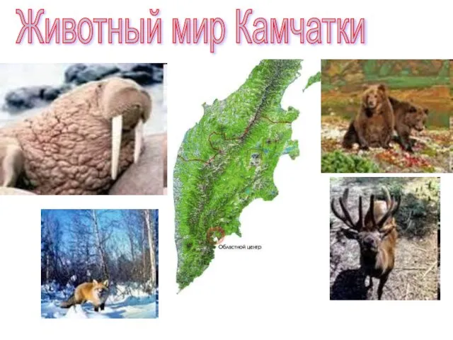 Животный мир Камчатки