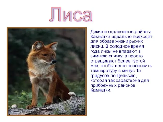 Дикие и отдаленные районы Камчатки идеально подходят для образа жизни рыжих лисиц.