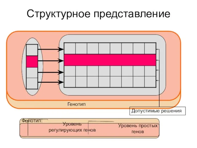 Структурное представление Допустимые решения Уровень регулирующих генов Уровень простых генов