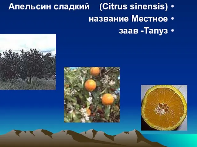 Апельсин сладкий (Citrus sinensis) название Местное заав -Тапуз