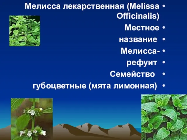 Мелисса лекарственная (Melissa Officinalis) Местное название -Мелисса рефуит Семейство губоцветные (мята лимонная)