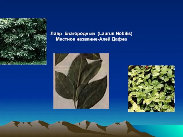 Лавр благородный (Laurus Nobilis) Местное название-Алей Дафна