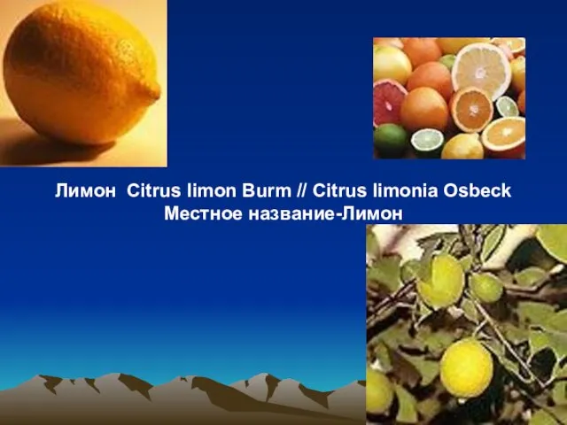 Лимон Citrus limon Burm // Citrus limonia Osbeck Местное название-Лимон