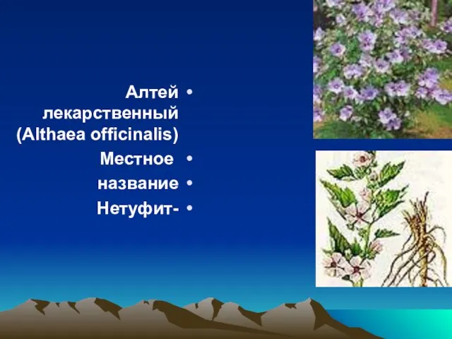 Алтей лекарственный (Althaea officinalis) Местное название -Нетуфит
