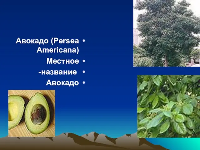 Авокадо (Persea Americana) Местное название- Авокадо