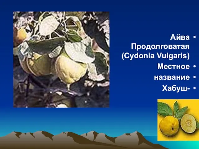 Айва Продолговатая (Cydonia Vulgaris) Местное название -Хабуш