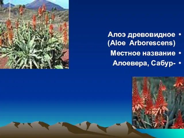 Алоэ древовидное (Aloe Arborescens) Местное название -Алоевера, Сабур