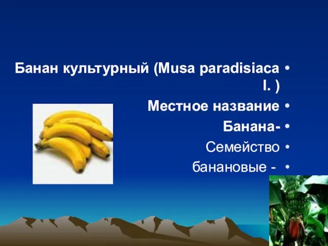 Банан культурный (Musa paradisiaca I. ) Местное название -Банана Семейство - банановые