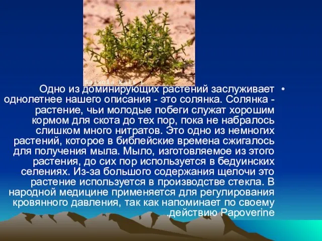 Одно из доминирующих растений заслуживает нашего описания - это солянка. Солянка -