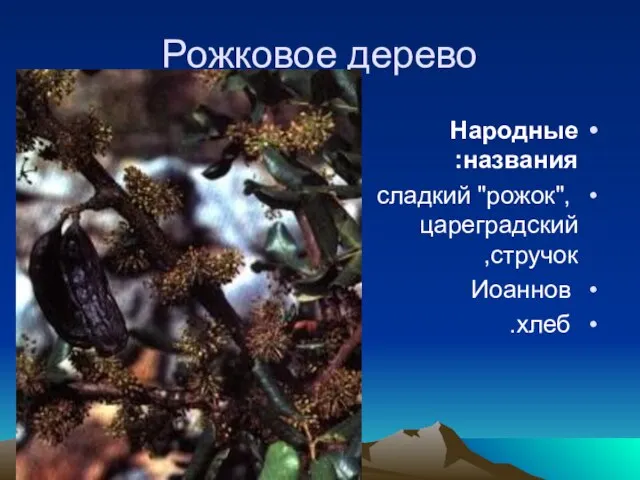 Рожковое дерево Народные названия: сладкий "рожок", цареградский стручок, Иоаннов хлеб.