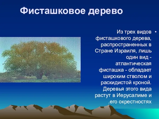 Фисташковое дерево Из трех видов фисташкового дерева, распространенных в Стране Израиля, лишь