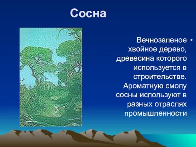 Сосна Вечнозеленое хвойное дерево, древесина которого используется в строительстве. Ароматную смолу сосны