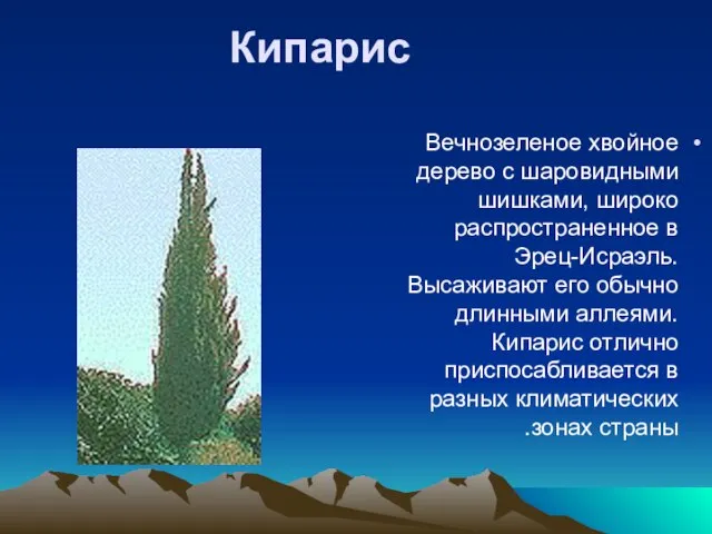 Кипарис Вечнозеленое хвойное дерево с шаровидными шишками, широко распространенное в Эрец-Исраэль. Высаживают
