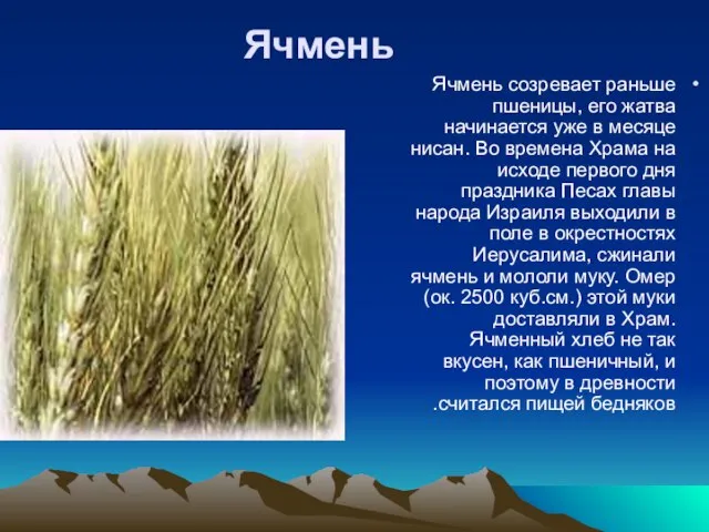 Ячмень Ячмень созревает раньше пшеницы, его жатва начинается уже в месяце нисан.