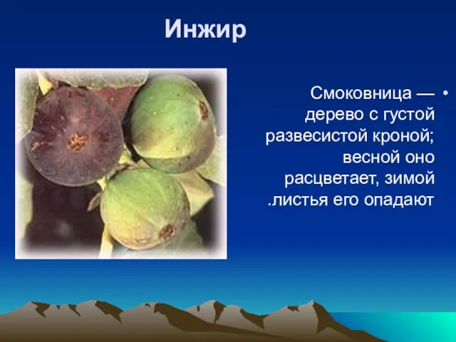 Инжир Смоковница — дерево с густой развесистой кроной; весной оно расцветает, зимой листья его опадают.