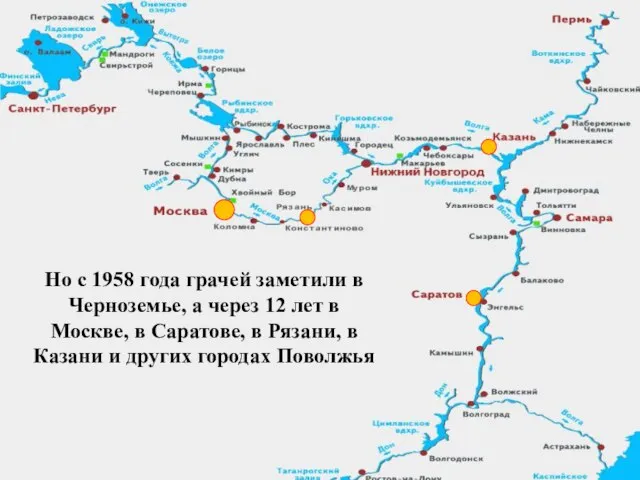 Но с 1958 года грачей заметили в Черноземье, а через 12 лет