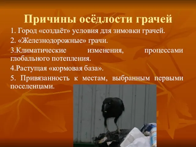 Причины осёдлости грачей 1. Город «создаёт» условия для зимовки грачей. 2. «Железнодорожные»