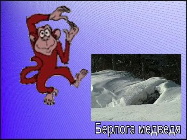 Берлога медведя