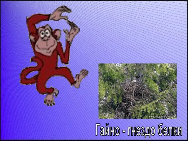 Гайно - гнездо белки