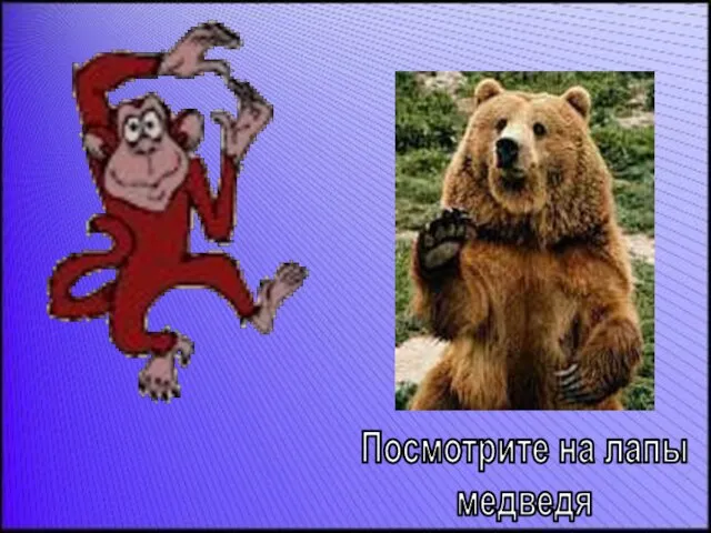 Посмотрите на лапы медведя