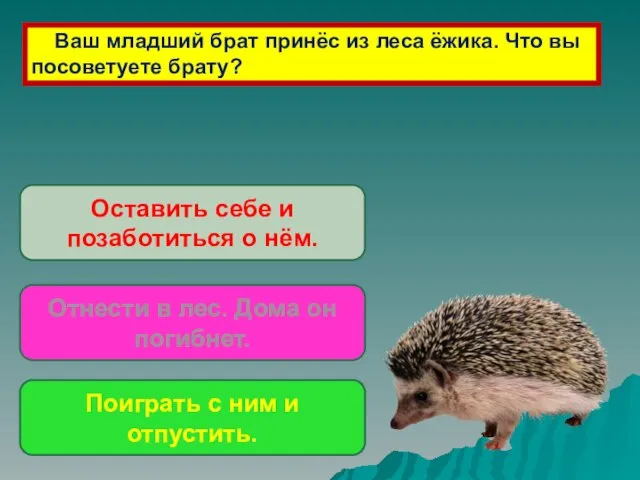 Ваш младший брат принёс из леса ёжика. Что вы посоветуете брату? Оставить