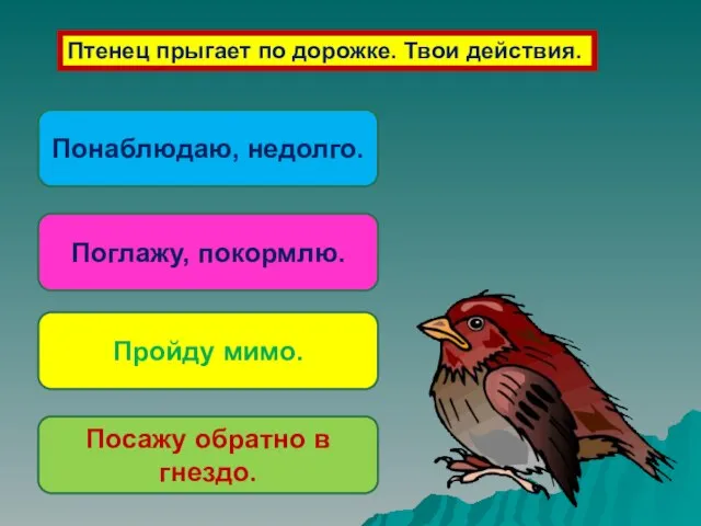 Птенец прыгает по дорожке. Твои действия. Поглажу, покормлю. Пройду мимо. Посажу обратно в гнездо. Понаблюдаю, недолго.