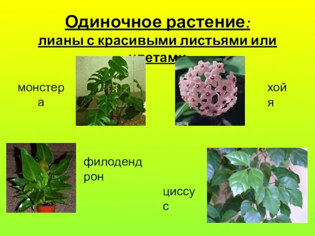 Одиночное растение: лианы с красивыми листьями или цветами монстера хойя филодендрон циссус