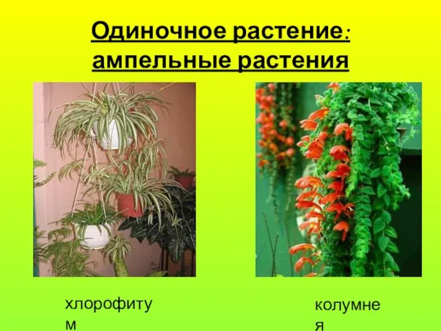 Одиночное растение: ампельные растения хлорофитум колумнея