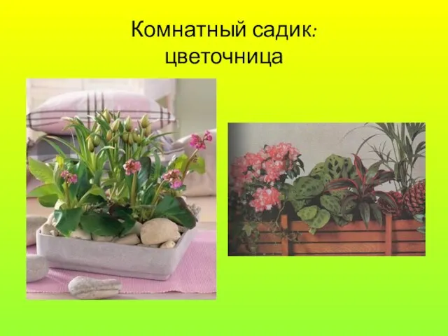 Комнатный садик: цветочница