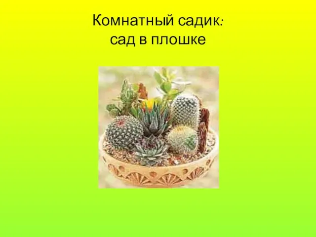 Комнатный садик: сад в плошке