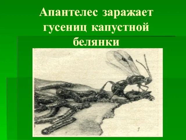 Апантелес заражает гусениц капустной белянки