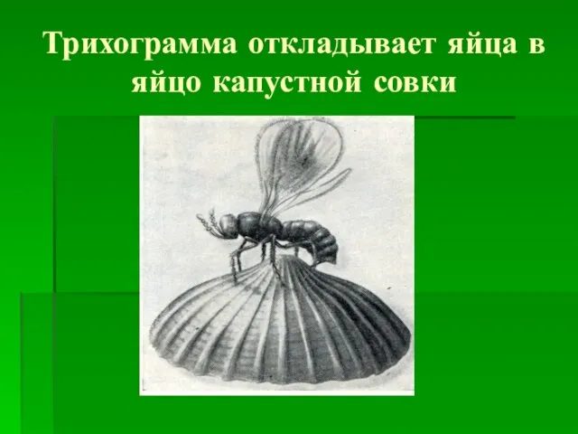 Трихограмма откладывает яйца в яйцо капустной совки