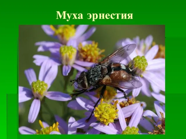 Муха эрнестия