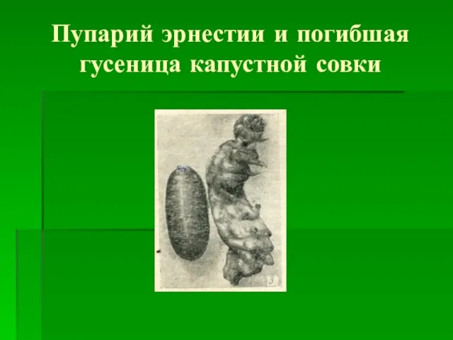 Пупарий эрнестии и погибшая гусеница капустной совки