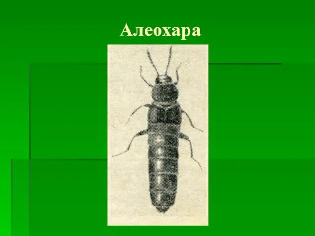 Алеохара