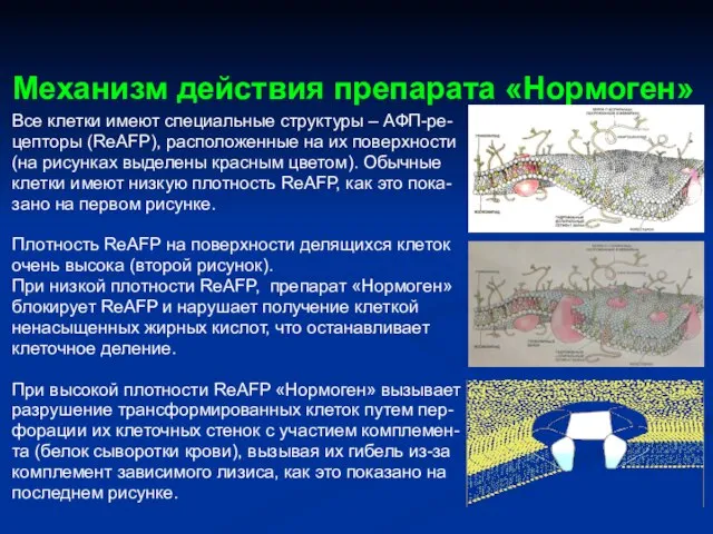 Механизм действия препарата «Нормоген» Все клетки имеют специальные структуры – АФП-ре- цепторы